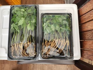 이헌진님의 기타작물 · 영농일지 작성글 사진