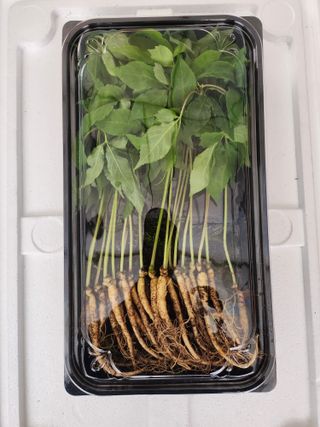 이헌진님의 기타작물 · 영농일지 작성글 사진