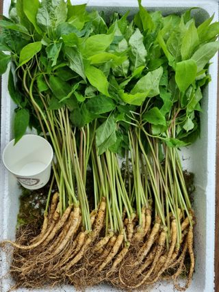 이헌진님의 기타작물 · 영농일지 작성글 사진