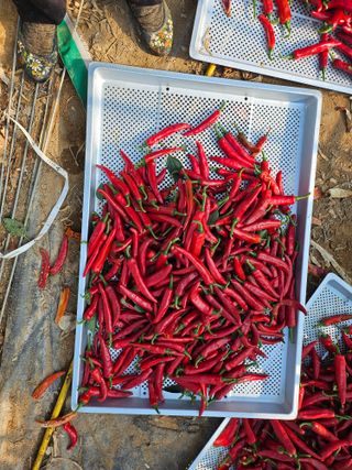 유명숙님의 고추 · 영농일지 작성글 사진