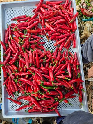 유명숙님의 고추 · 영농일지 작성글 사진