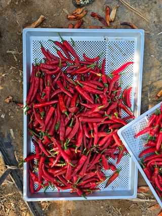 유명숙님의 고추 · 영농일지 작성글 사진