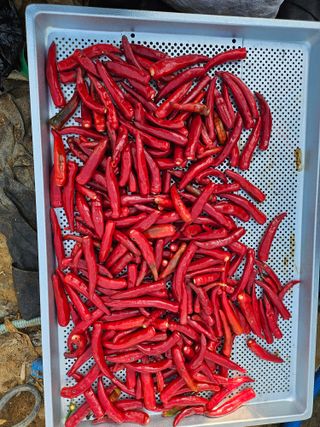 유명숙님의 고추 · 영농일지 작성글 사진