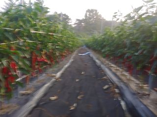 추성호님의 ☀️8월 농작업 계획 · 참여글 작성글 사진