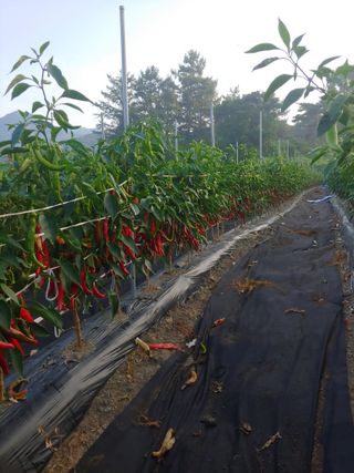 추성호님의 ☀️8월 농작업 계획 · 참여글 작성글 사진