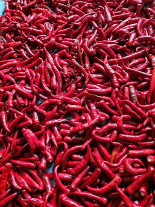 남광님의 고추 · 영농일지 작성글 사진