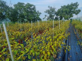 남원 윤형선님의 고추 · 병해충상담 작성글 사진