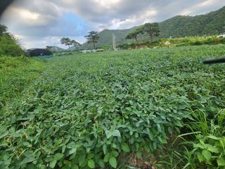 호산님의 ☀️8월 농작업 계획 · 참여글 작성글 사진