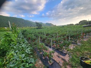 호산님의 ☀️8월 농작업 계획 · 참여글 작성글 사진