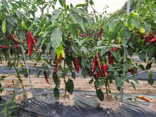 호산님의 ☀️8월 농작업 계획 · 참여글 작성글 사진