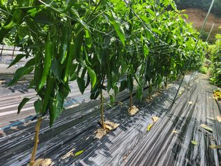 초보농사님의 고구마 · 영농일지 작성글 사진