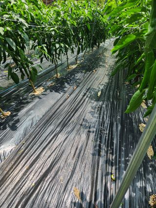 초보농사님의 고구마 · 영농일지 작성글 사진