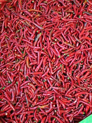 강신근님의 고추 · 영농일지 작성글 사진