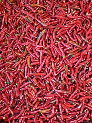 강신근님의 고추 · 영농일지 작성글 사진