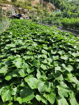 초보농사님의 고구마 · 영농일지 작성글 사진