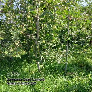 최동구님의 사과 · 비료•농약 작성글 사진