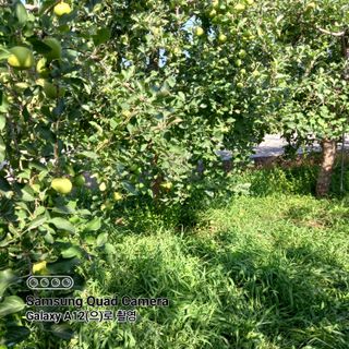 최동구님의 사과 · 비료•농약 작성글 사진