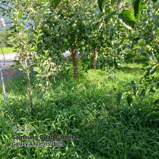 최동구님의 사과 · 비료•농약 작성글 사진