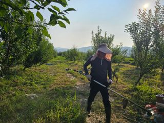 자두농사알프스왕자님의 자두 · 영농일지 작성글 사진