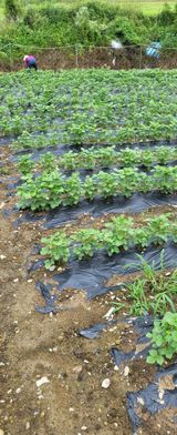 팜모닝 들깨·영농일지 게시글 이미지