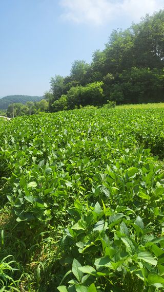 자연이주는행복님의 자유주제 · 자유게시판 작성글 사진