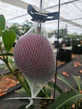 다디단 망고 농장님의 기타작물 · 영농일지 작성글 사진