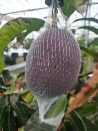 다디단 망고 농장님의 기타작물 · 영농일지 작성글 사진