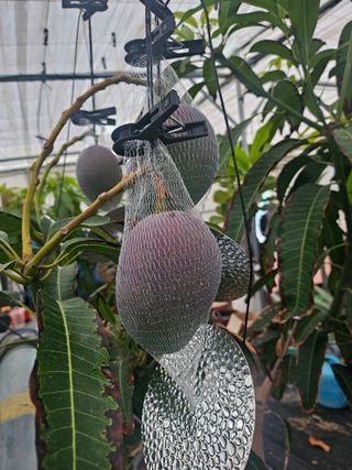 다디단 망고 농장님의 기타작물 · 영농일지 작성글 사진