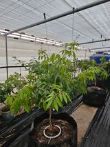 팜모닝 기타작물·영농일지 게시글 이미지