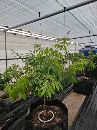 다디단 망고 농장님의 기타작물 · 영농일지 작성글 사진