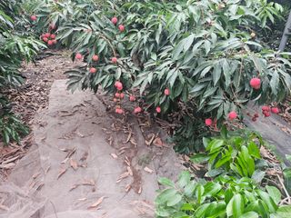 다디단 망고 농장님의 기타작물 · 영농일지 작성글 사진