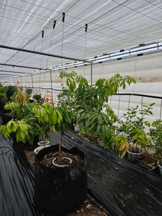 다디단 망고 농장님의 기타작물 · 영농일지 작성글 사진