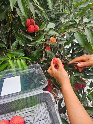 다디단 망고 농장님의 기타작물 · 영농일지 작성글 사진