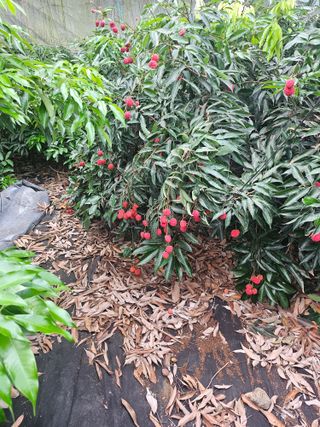 다디단 망고 농장님의 기타작물 · 영농일지 작성글 사진