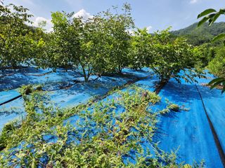 김영옥님의 기타작물 · 영농일지 작성글 사진