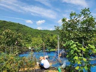 김영옥님의 기타작물 · 영농일지 작성글 사진