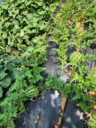 김영옥님의 기타작물 · 영농일지 작성글 사진