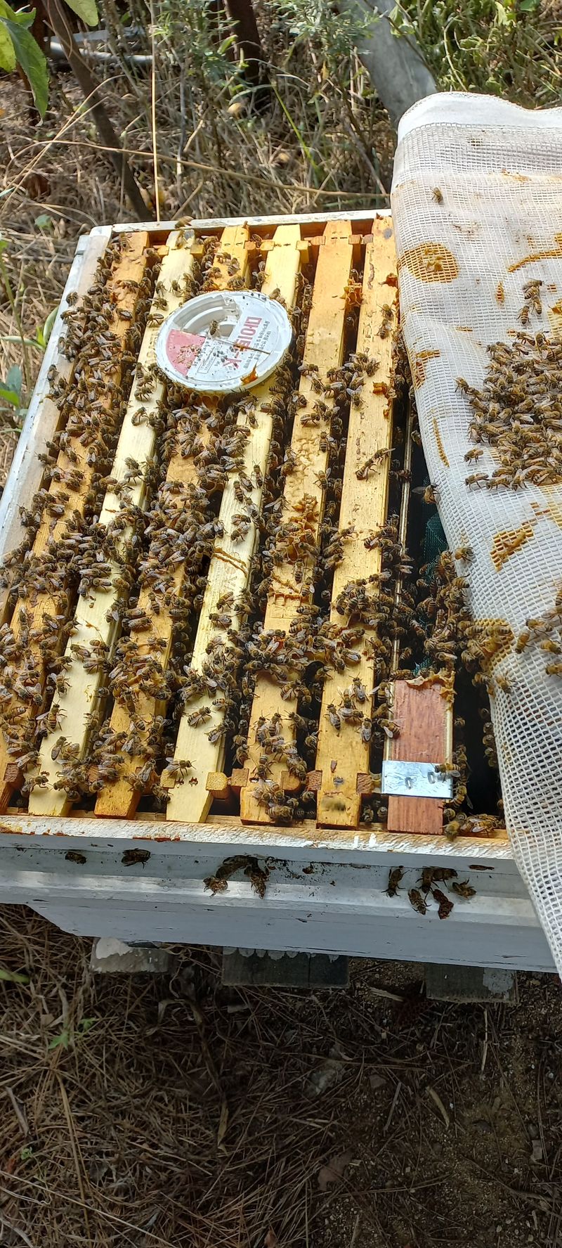 한학수님의 장터 판매 상품 [양봉 ] 첨부 사진