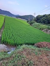 팜모닝 벼·영농일지 게시글 이미지