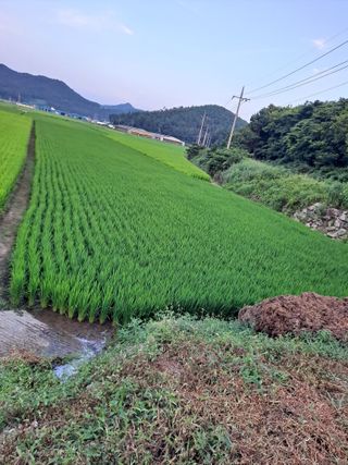 박준환님의 벼 · 영농일지 작성글 사진