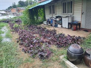 마바리63님의 고구마 · 영농일지 작성글 사진