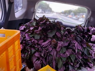 마바리63님의 고구마 · 영농일지 작성글 사진