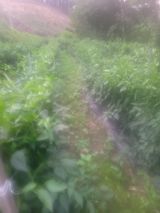 팜모닝 고추·영농일지 게시글 이미지