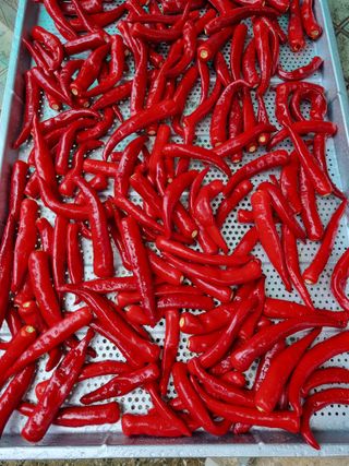 배추님의 농사, 무엇이든 물어보세요! · 참여글 작성글 사진