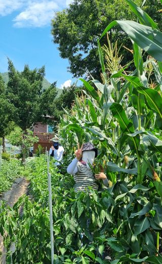 이경식님의 옥수수 · 영농일지 작성글 사진