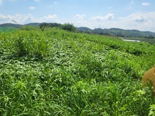 농막쥔님의 자유주제 · 자유게시판 작성글 사진