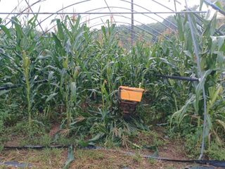 자기왕사랑해님의 옥수수 · 영농일지 작성글 사진