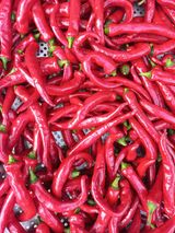 팜모닝 고추·영농일지 게시글 이미지