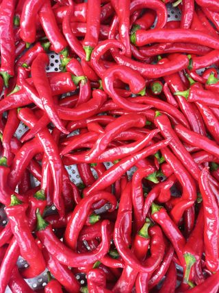 고라실아낙님의 고추 · 영농일지 작성글 사진