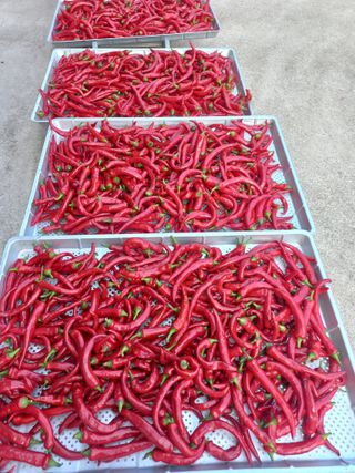 고라실아낙님의 고추 · 영농일지 작성글 사진